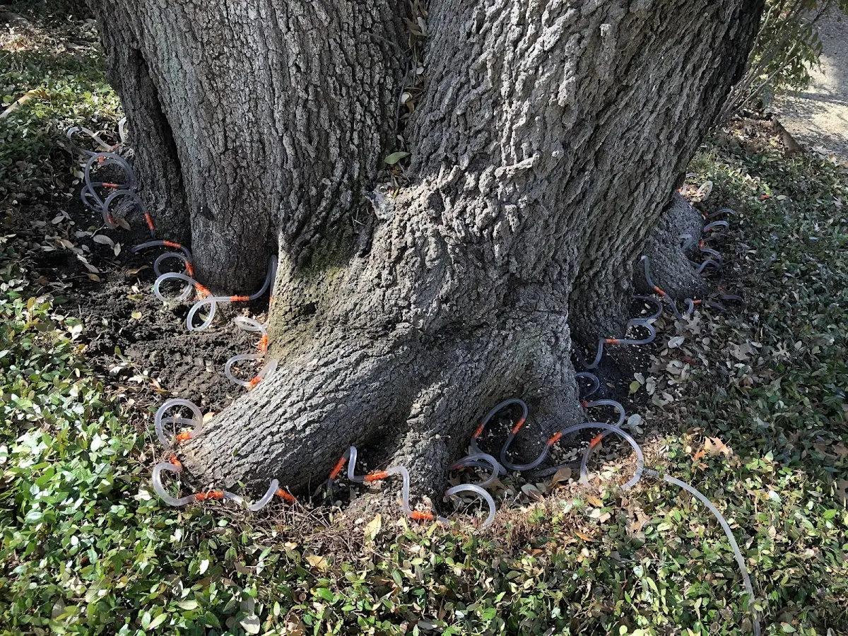 Detailed Tree Cabling and Bracing job site in Pentress