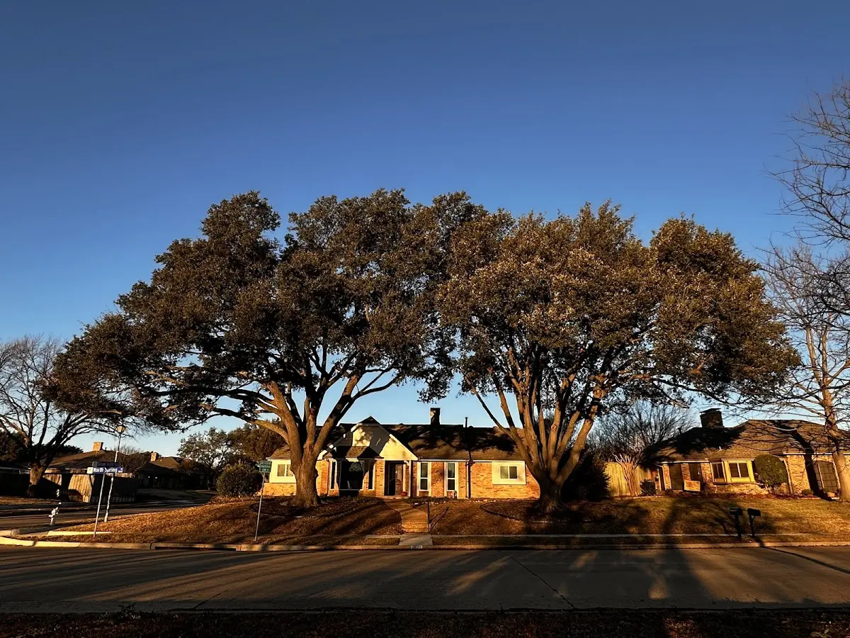 Established residential canopy tree shading a home in Pentress